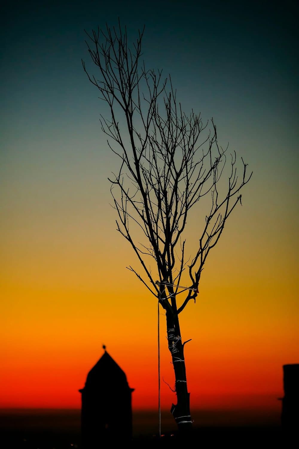 Silhouette di un albero spoglio contro un cielo al tramonto che sfuma dal blu all’arancione e al rosso